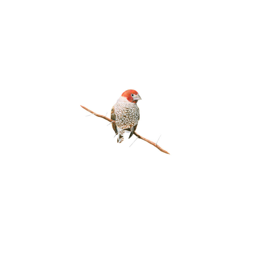 Original pencil artwork of a Red Headed Finch on a white background