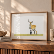 A framed art print of a red lechwe standing in the Okavango Delta, displayed on a wooden console table in a styled interior setting.
