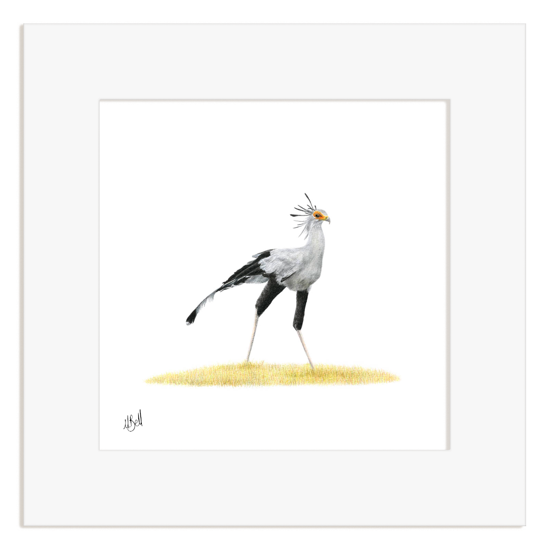 Framed artwork of a secretary bird on a white background