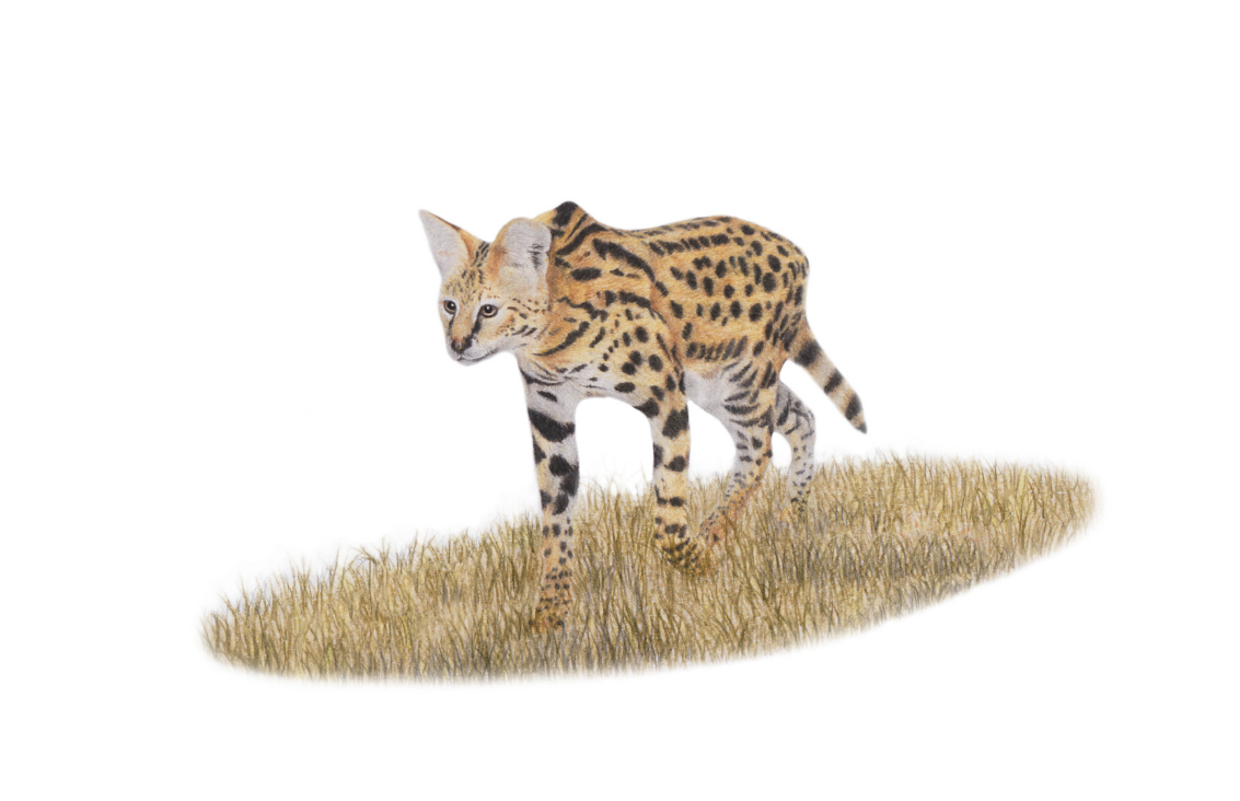 Wildlife drawing of a Serval in South Africa