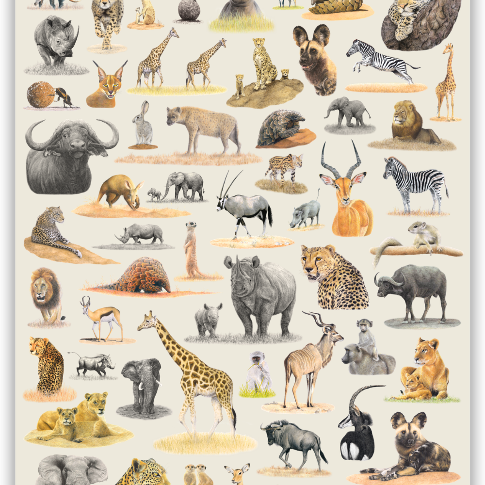 Matthew's South African Wildlife wooden puzzle is a 'sequel' to his first puzzle - Birds of South Africa and features 62 of Matthew's original pencil drawings and is a tribute to the incredible variety of animals found in South Africa.

Available in A2 size (1000pcs) and A1 size (2000pcs)
Made from 3mm thick wood
62 different animal drawings
Supplied with an A4 reference image
Beautifully packaged in a white matt laminate box