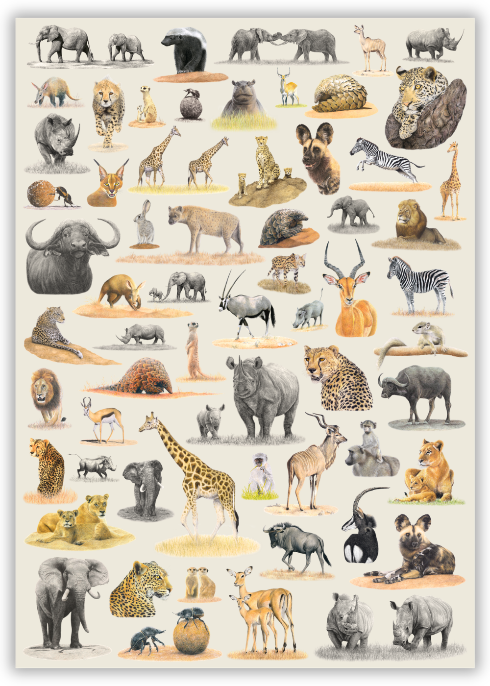 Matthew's South African Wildlife wooden puzzle is a 'sequel' to his first puzzle - Birds of South Africa and features 62 of Matthew's original pencil drawings and is a tribute to the incredible variety of animals found in South Africa.

Available in A2 size (1000pcs) and A1 size (2000pcs)
Made from 3mm thick wood
62 different animal drawings
Supplied with an A4 reference image
Beautifully packaged in a white matt laminate box