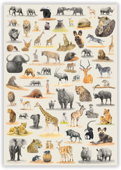 Matthew's South African Wildlife wooden puzzle is a 'sequel' to his first puzzle - Birds of South Africa and features 62 of Matthew's original pencil drawings and is a tribute to the incredible variety of animals found in South Africa.

Available in A2 size (1000pcs) and A1 size (2000pcs)
Made from 3mm thick wood
62 different animal drawings
Supplied with an A4 reference image
Beautifully packaged in a white matt laminate box