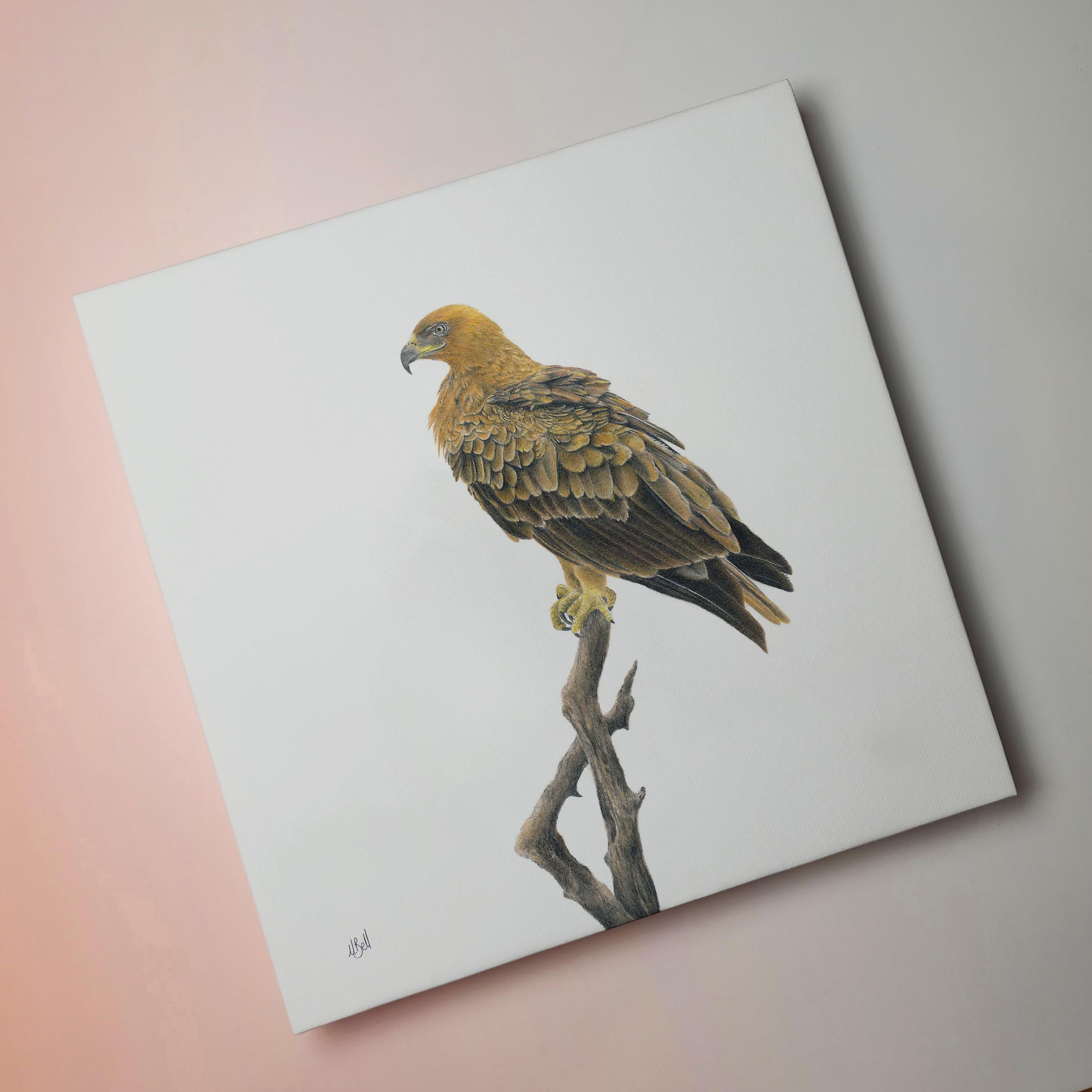 Tawny Eagle South African bird artwork by wildlife artist Matthew Bell