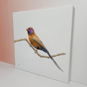 Violet Eared Waxbill bird artwork original