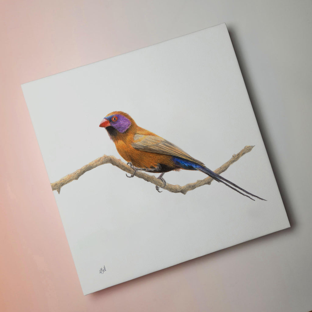 Violet Eared Waxbill bird artwork original