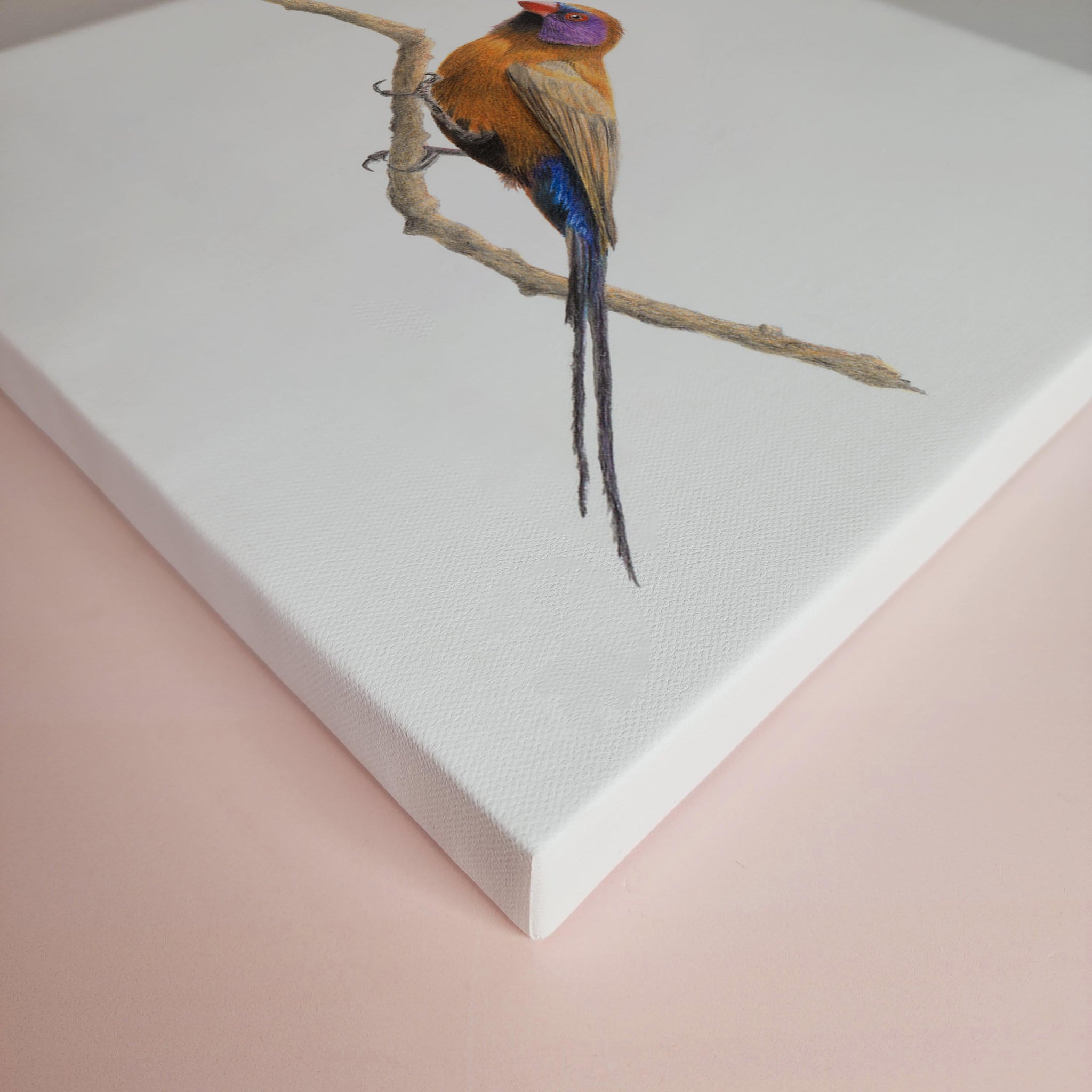 Violet Eared Waxbill bird artwork original