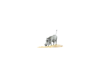 Original pencil drawing of a warthog by South African animal artist Matthew Bell