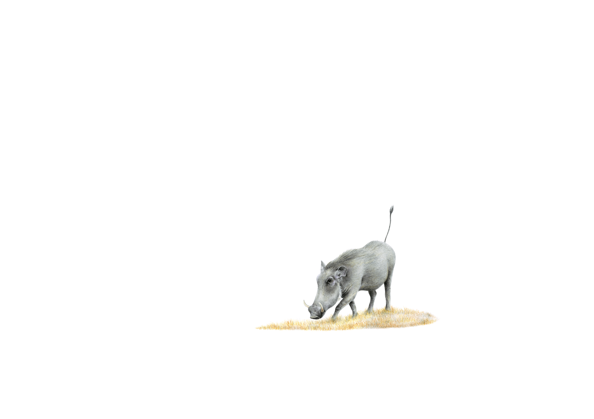 Original pencil drawing of a warthog by South African animal artist Matthew Bell