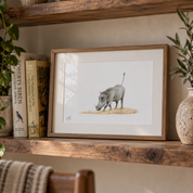 Pencil drawing by South African wildlife artist Matthew Bell of a warthog with a kiaat frame, displayed on a shelf with books