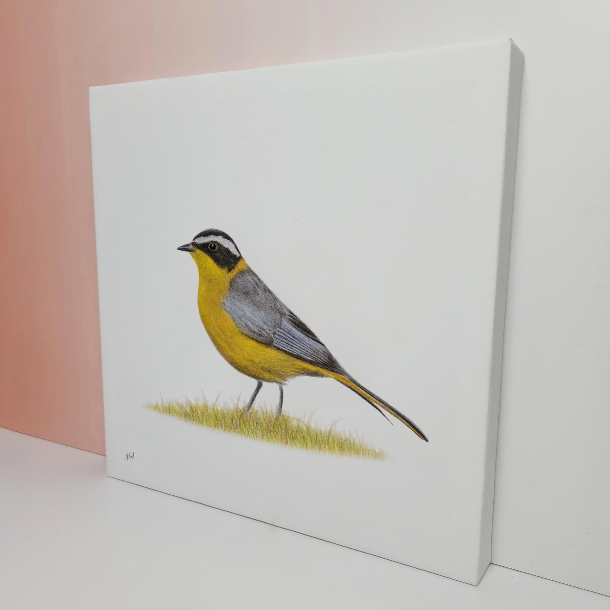 White Browed Robin Chat South African bird drawing on canvas