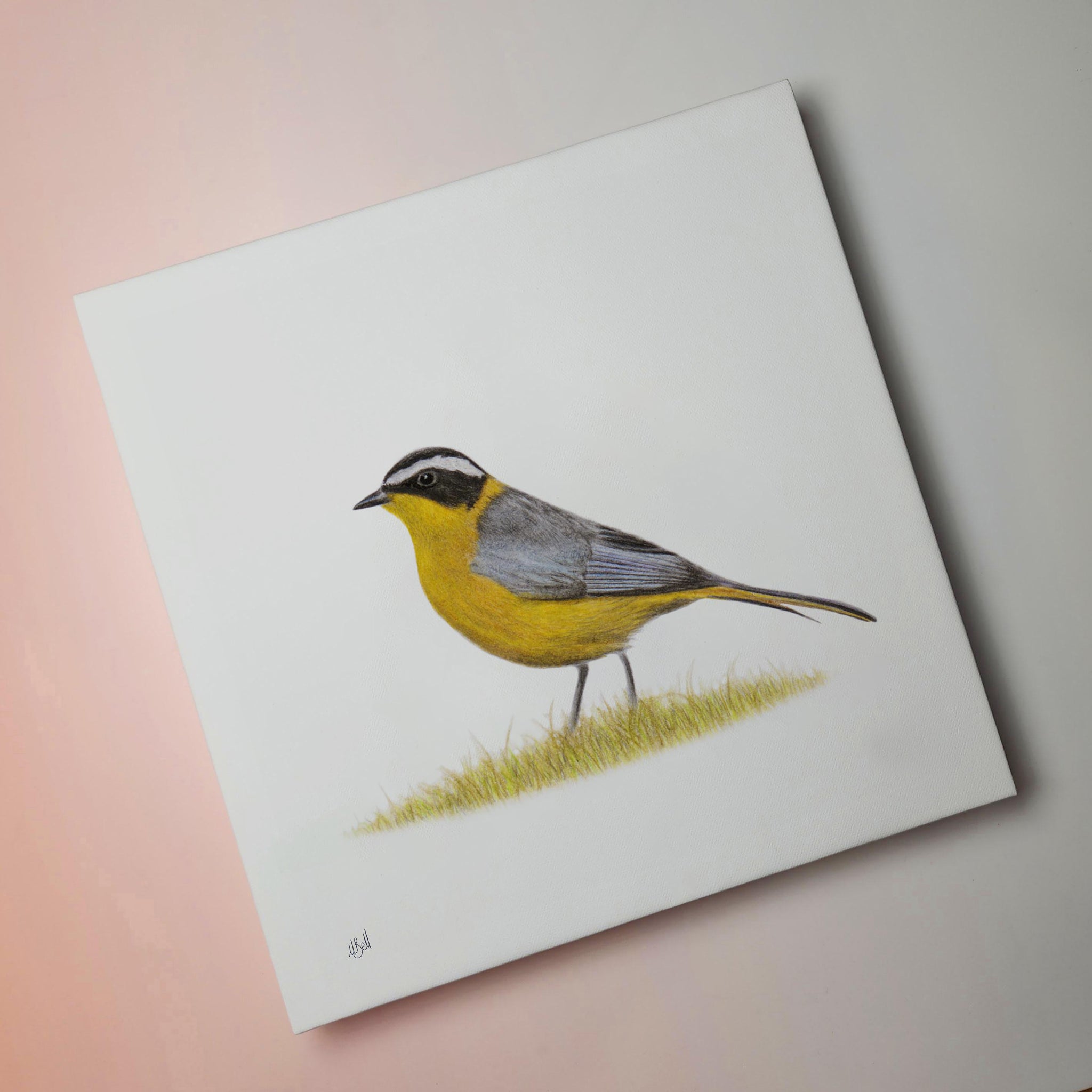 White Browed Robin Chat South African bird drawing on canvas