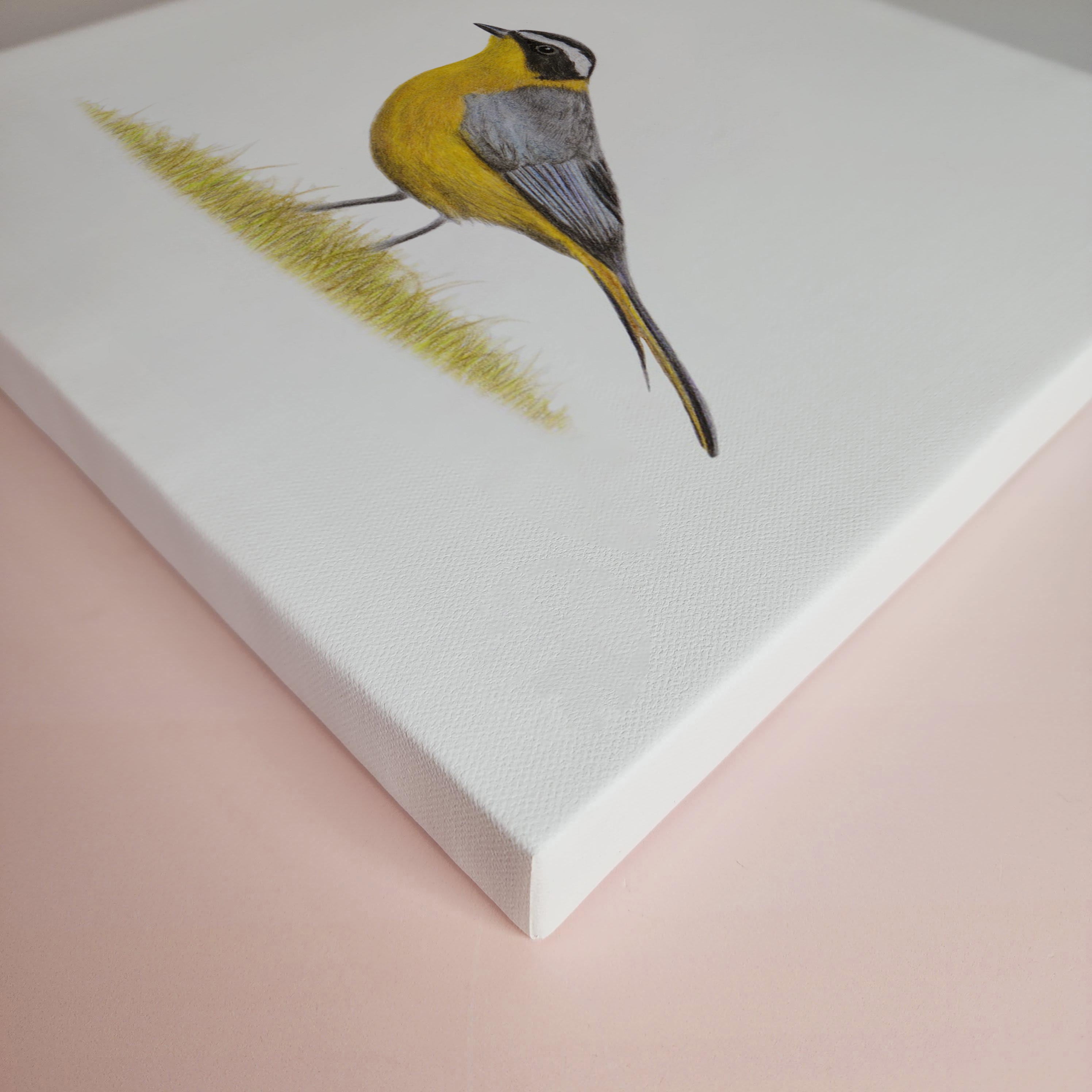 White Browed Robin Chat South African bird drawing on canvas