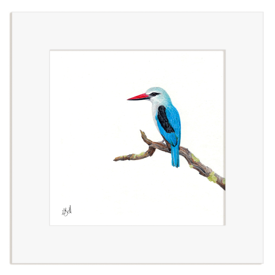 Woodland Kingfisher with a red beak perched on a branch in a white frame.