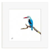 Woodland Kingfisher with a red beak perched on a branch in a white frame.