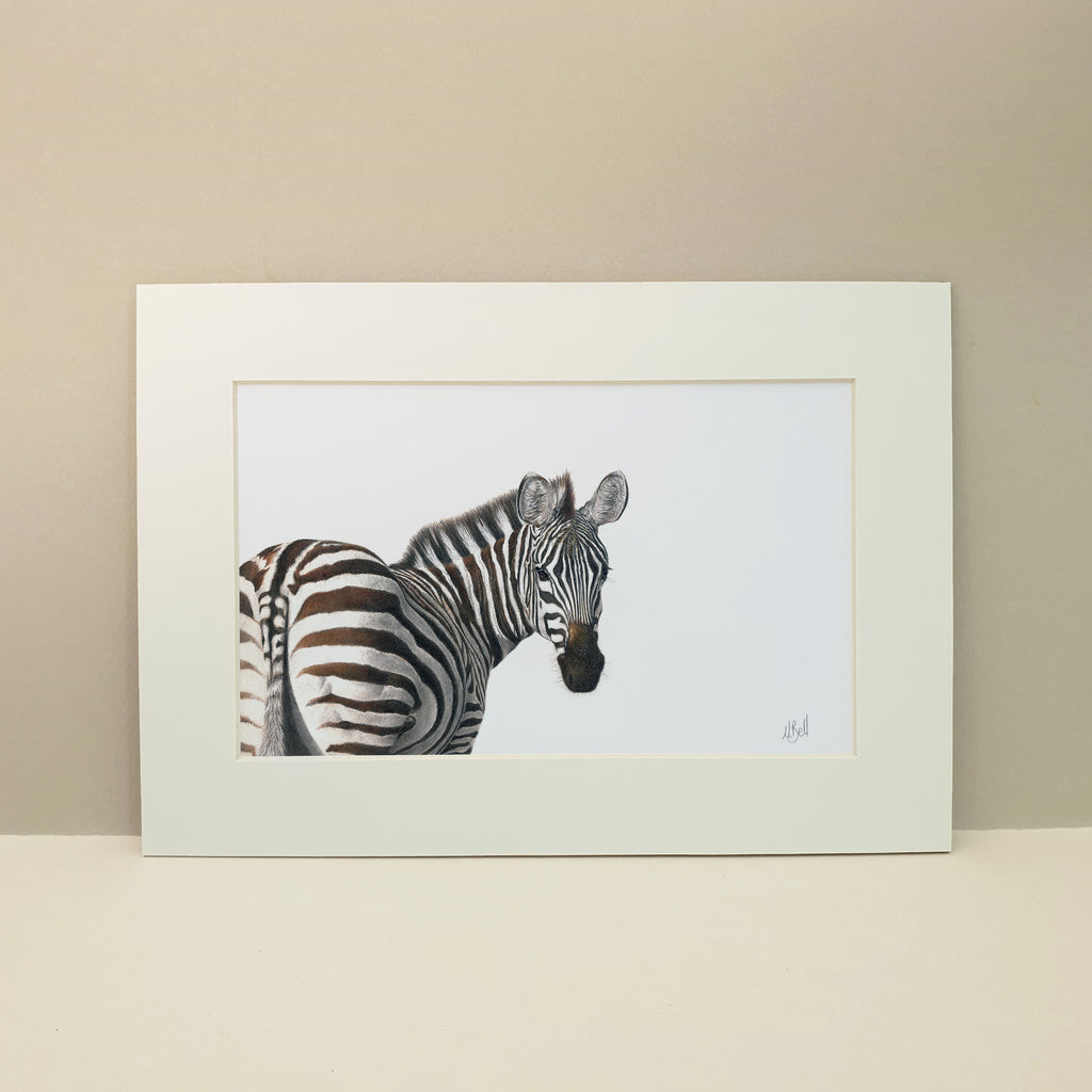 Zebra portrait colour pencil artwork drawing