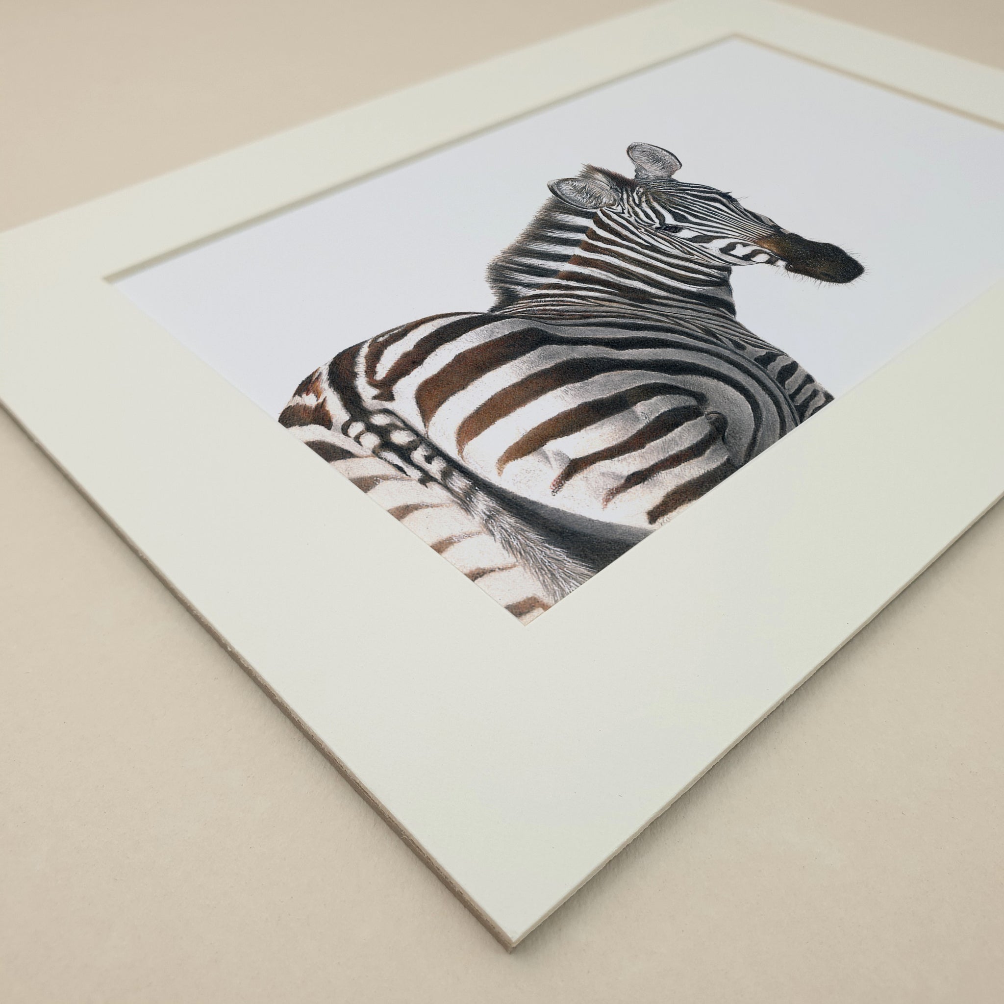 Zebra portrait colour pencil artwork drawing