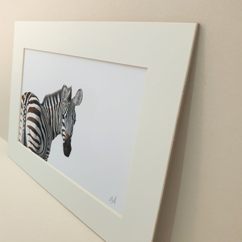 Zebra portrait colour pencil artwork drawing