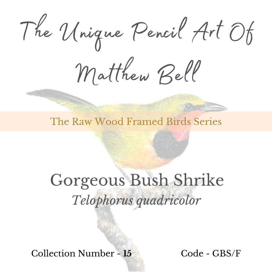Gorgeous Bush Shrike wood framed print