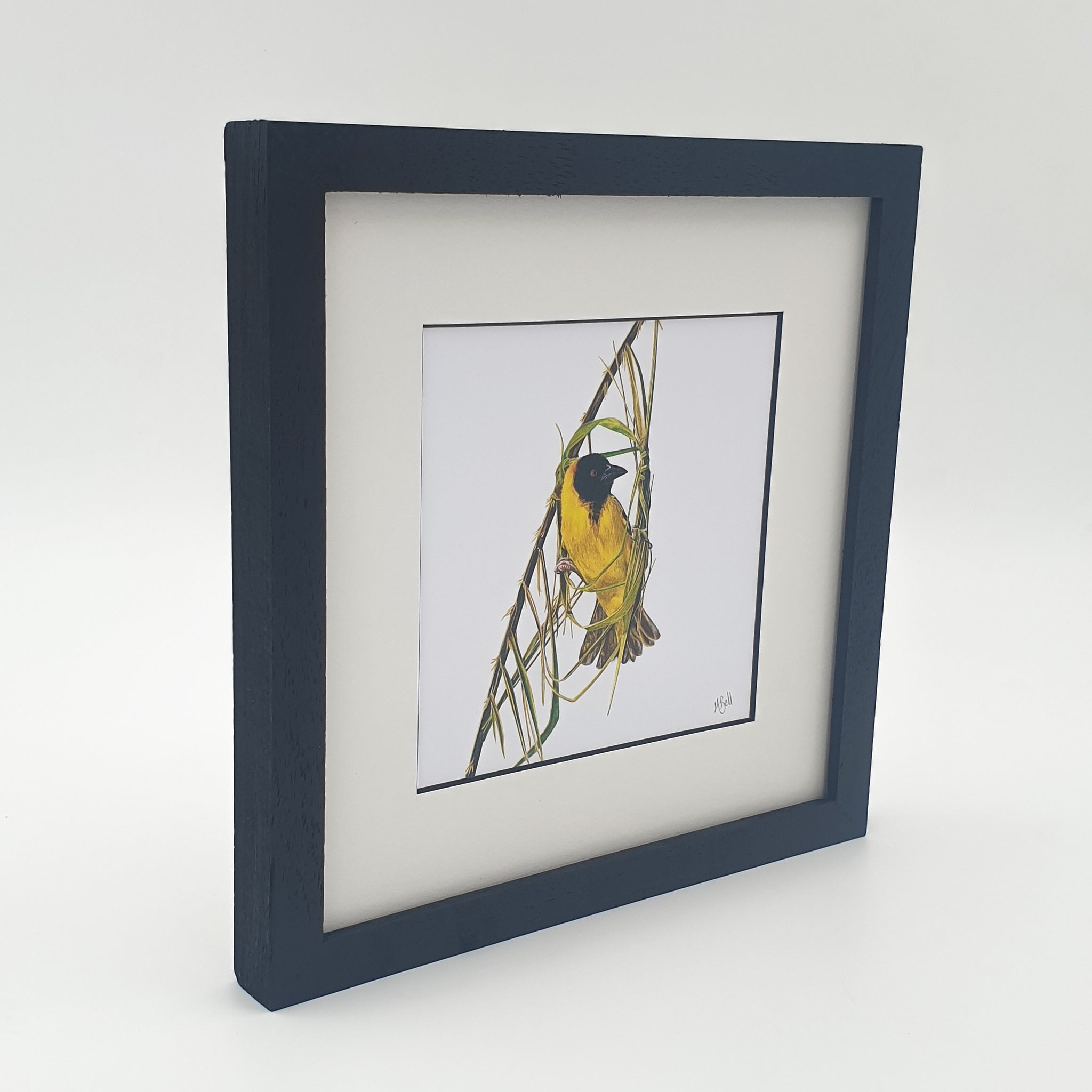 Southern Masked Weaver birds of Southern Africa framed artwork