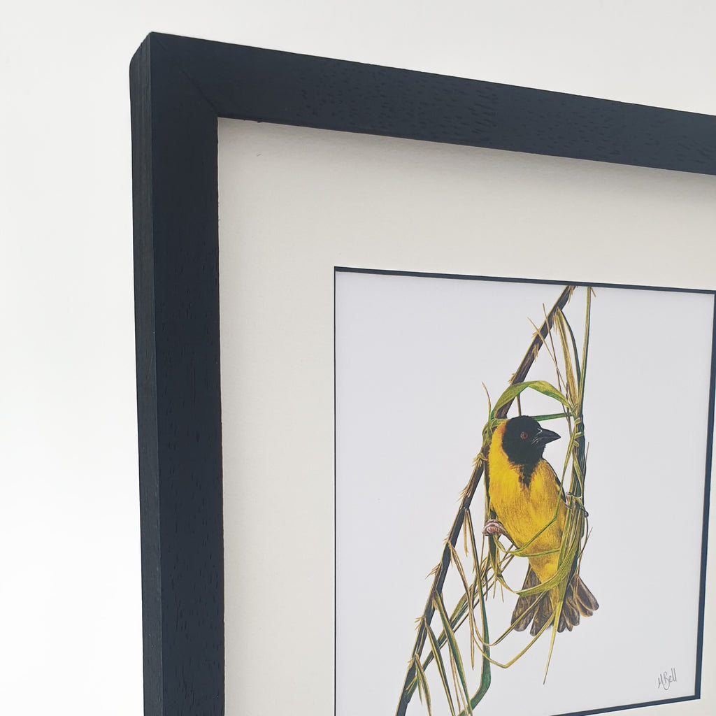 Southern Masked Weaver birds of Southern Africa framed artwork