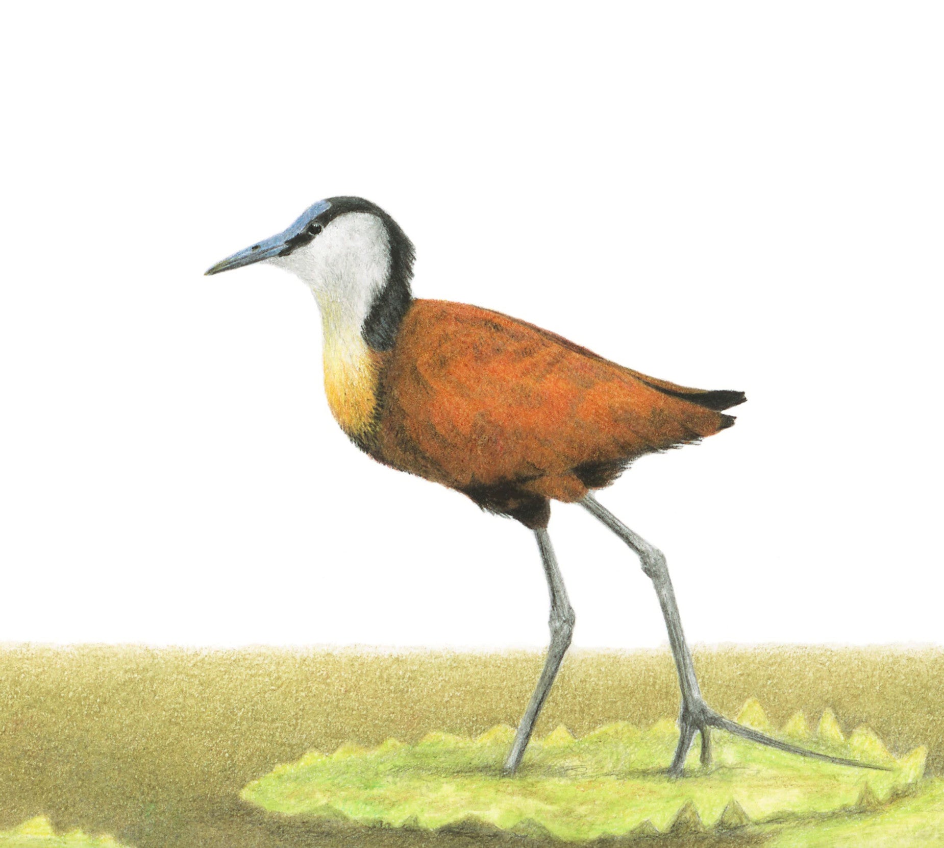 African Jacana original pencil drawing with a kiaat frame by South African bird artist Matthew Bell