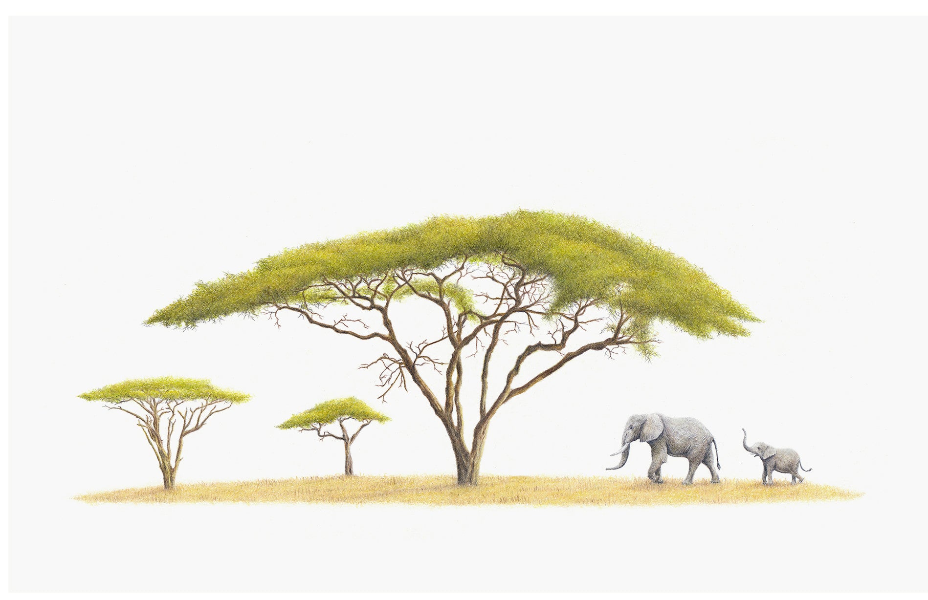 Elephants under acacia tree print