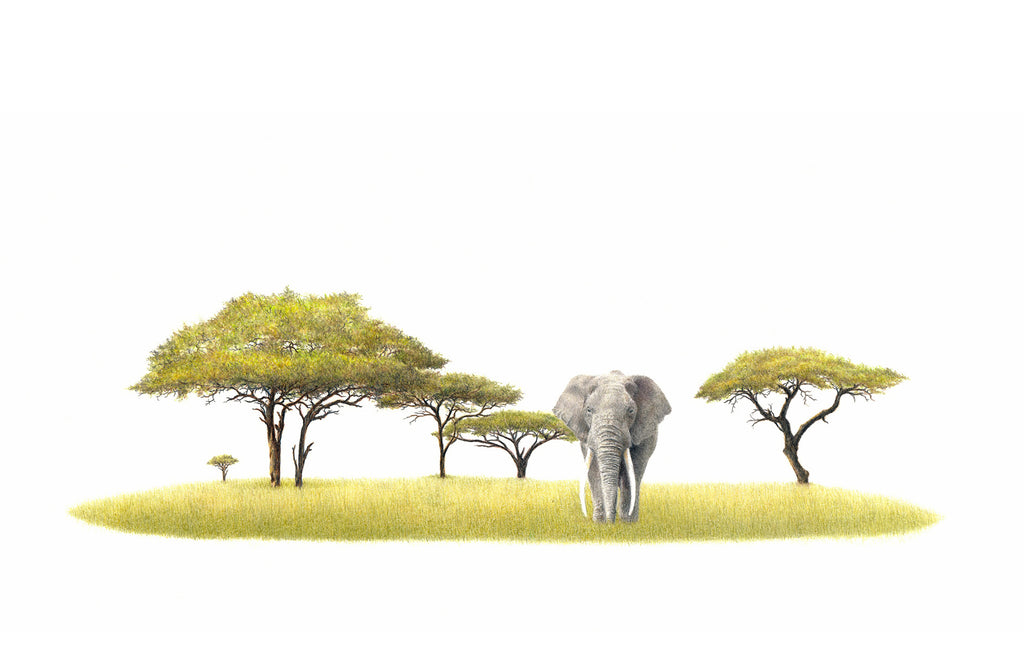 African elephant with acacia trees art
