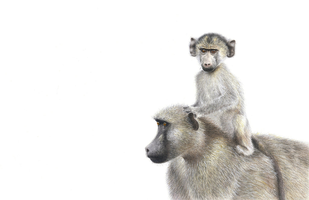 Mother and baby baboons in kruger national park artwork