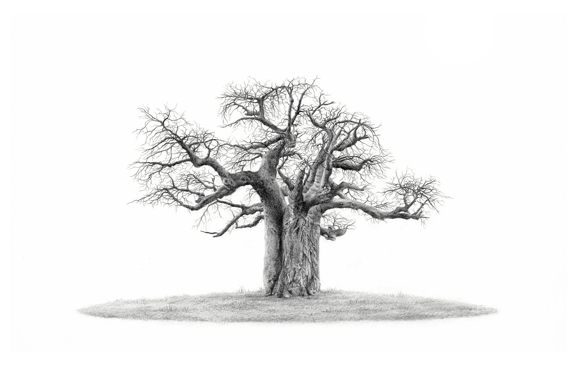 Black and white pencil artwork of an African Baobab Tree