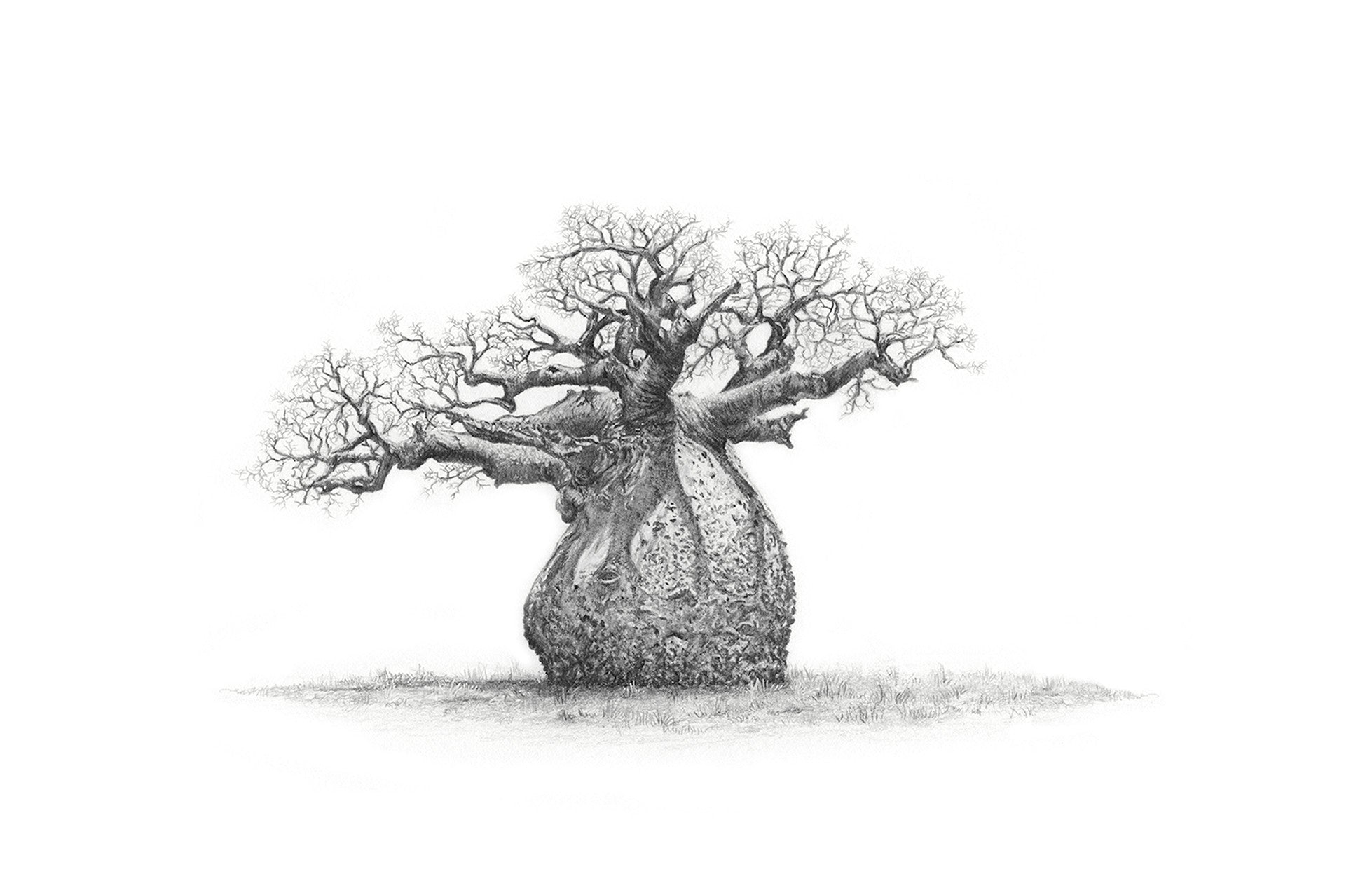 African Baobab Tree artwork drawing framed