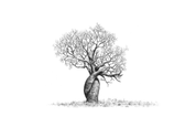 African Baobab tree with twisted trunks drawing by Matthew Bell