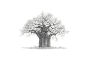 Black and white pencil artwork of an African Baobab Tree