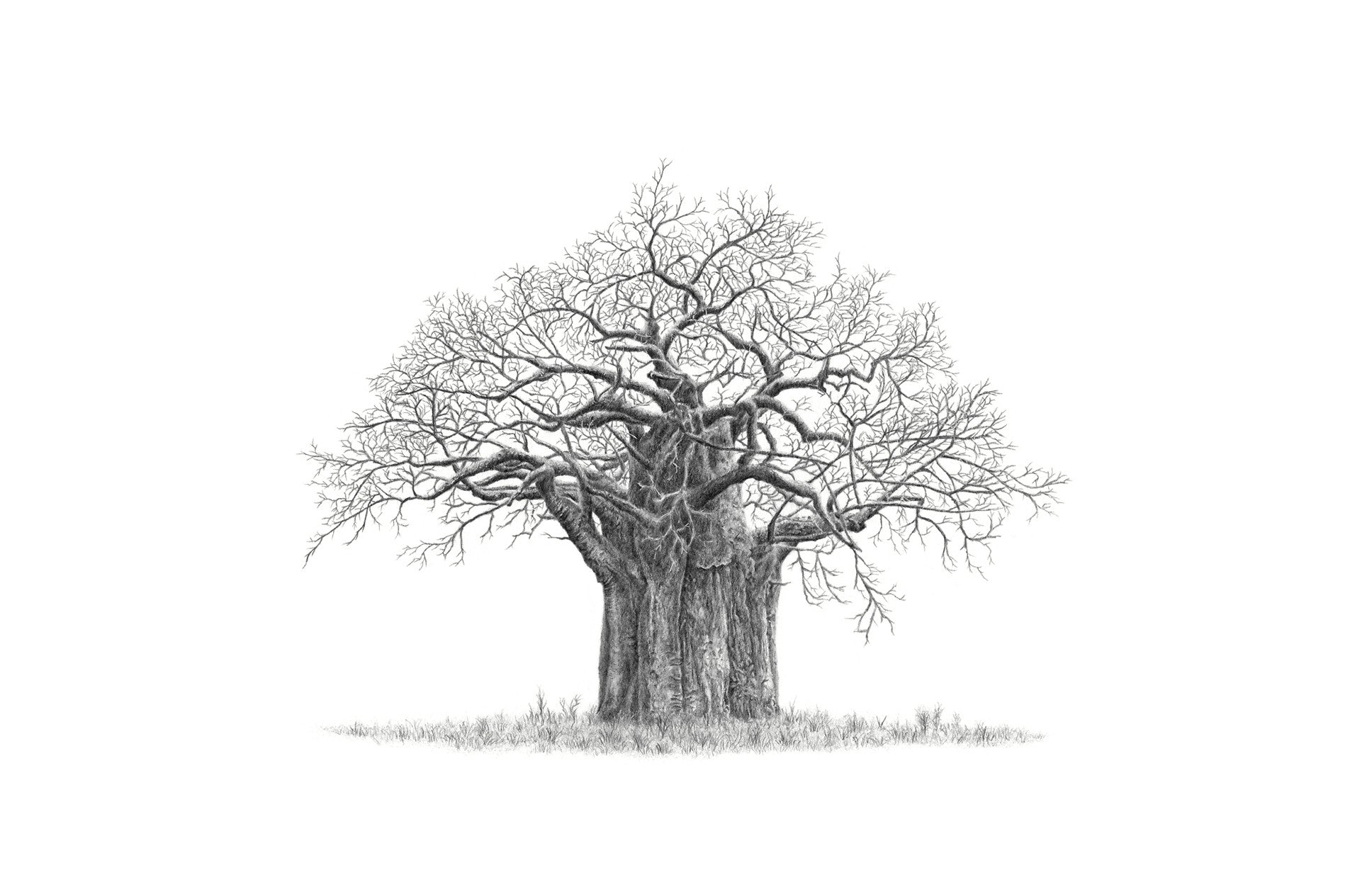 Black and white pencil artwork of an African Baobab Tree