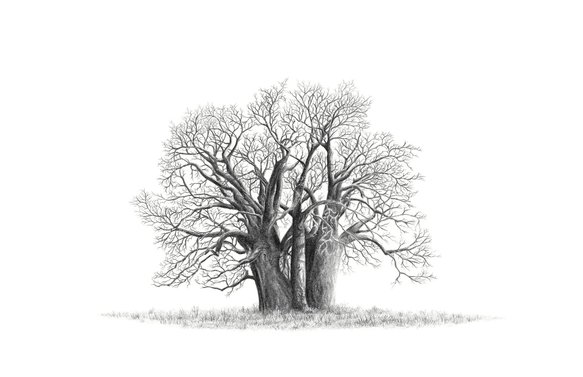 Black and white pencil drawing of an African Baobab Tree