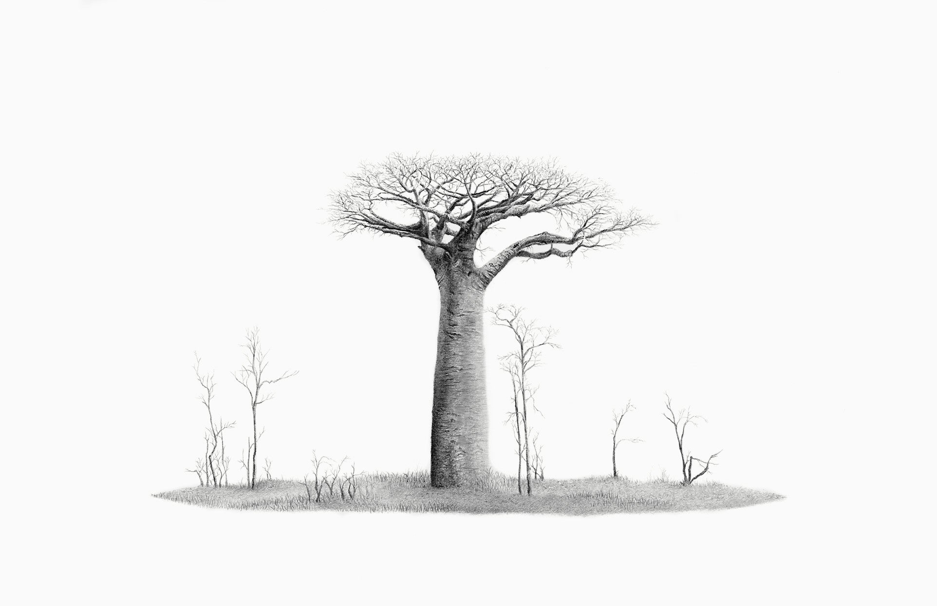 Baobab Tree Drawing Baobab tree drawing