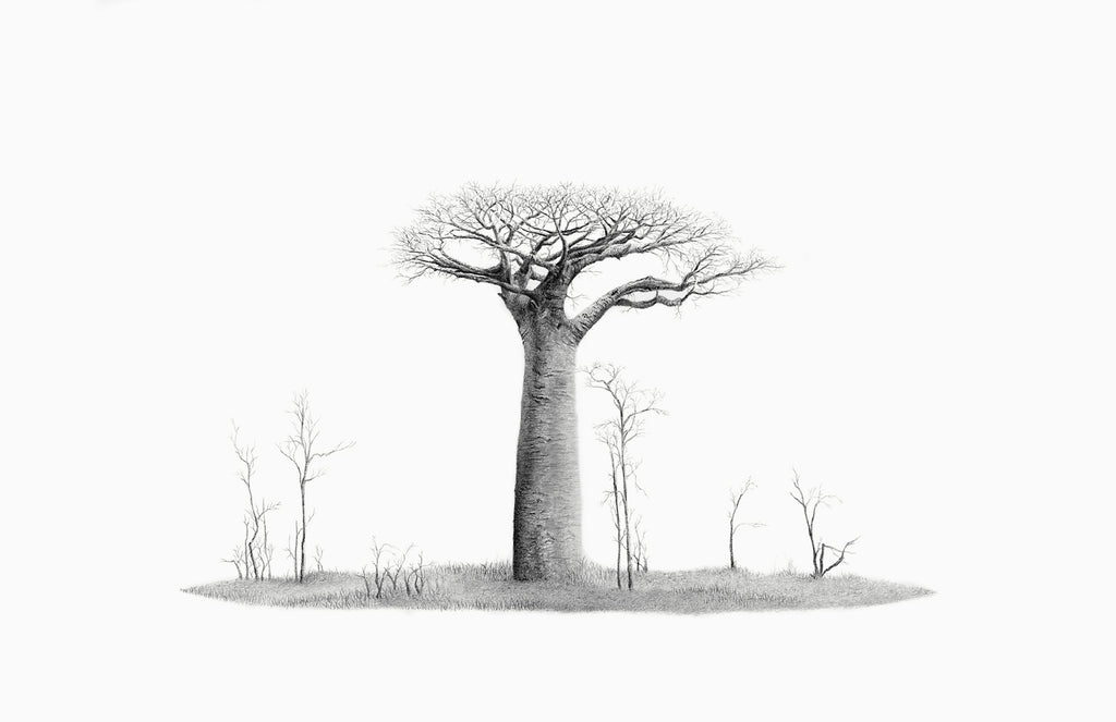 Black and white pencil artwork of an African Baobab Tree