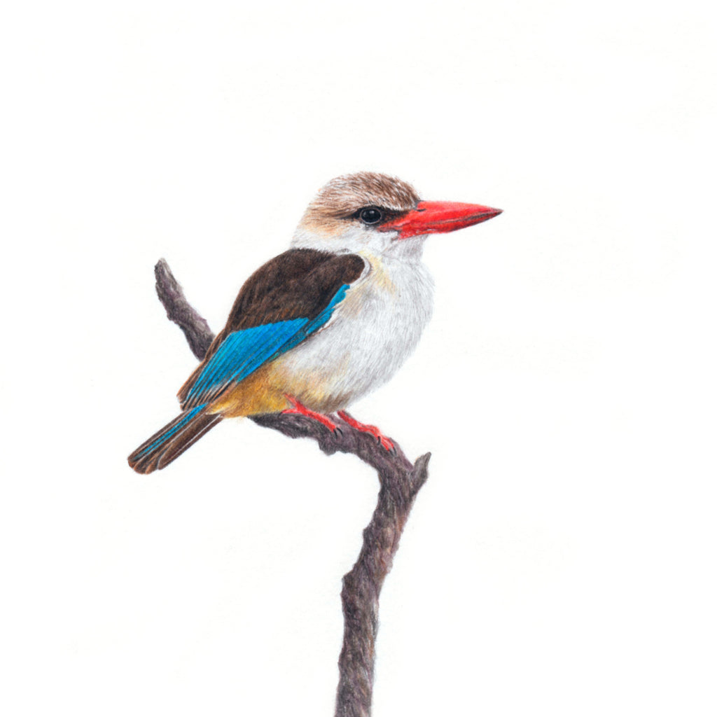Brown Hooded Kingfisher bird artwork