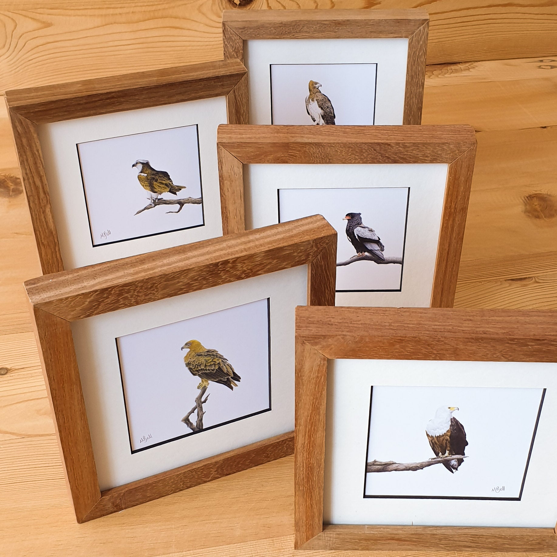 Martial Eagle, Tawny Eagle, Bateleur Eagle, African Fish Eagle, Osprey artworks with natural kiaat wood frame