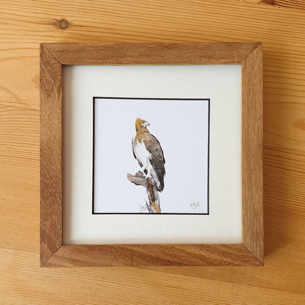 Martial Eagle, Tawny Eagle, Bateleur Eagle, African Fish Eagle, Osprey artworks with natural kiaat wood frame