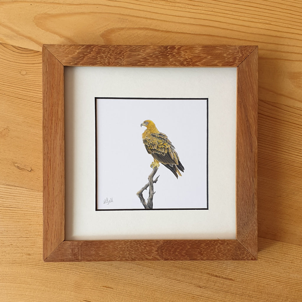 Martial Eagle, Tawny Eagle, Bateleur Eagle, African Fish Eagle, Osprey artworks with natural kiaat wood frame