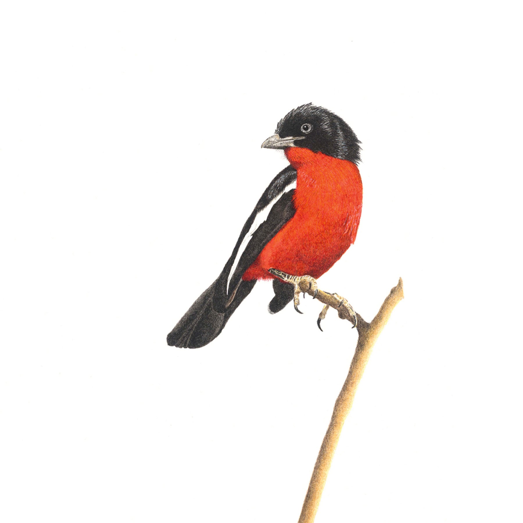 Crimson Breasted Shrike bird artwork