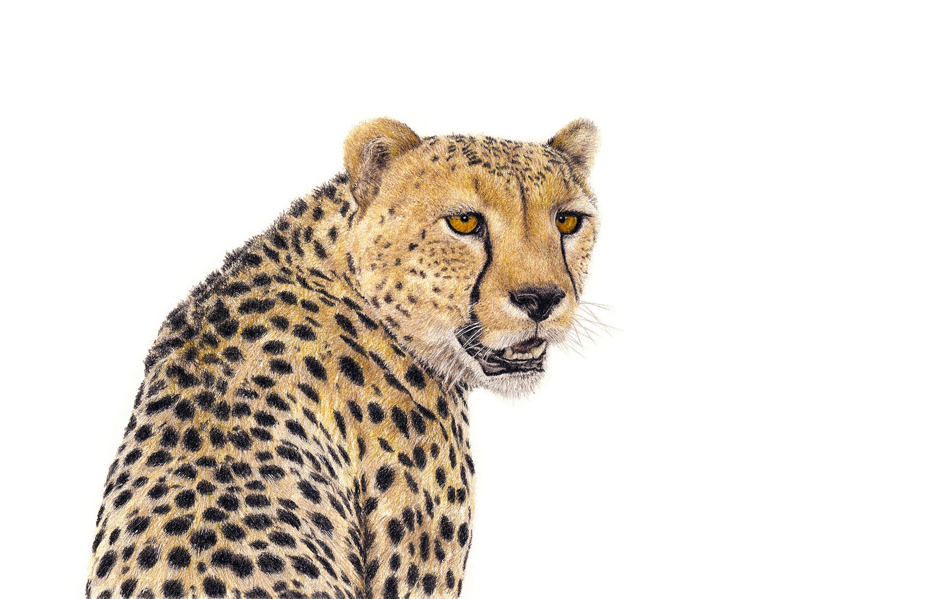 Cheetah portrait pencil artist