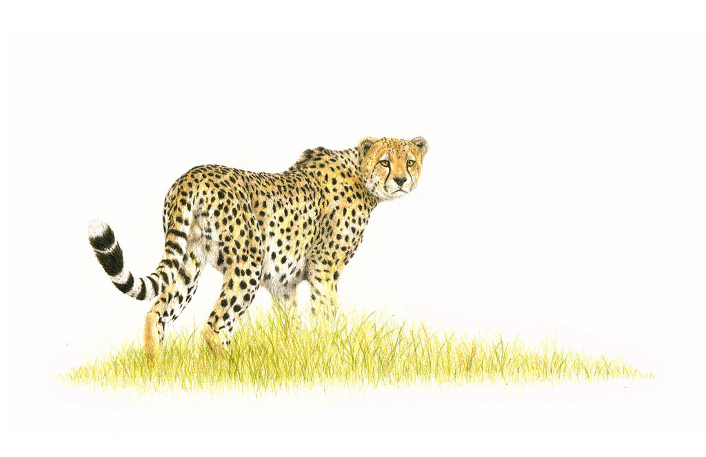 Cheetah artwork in the Maasai Mara in Kenya