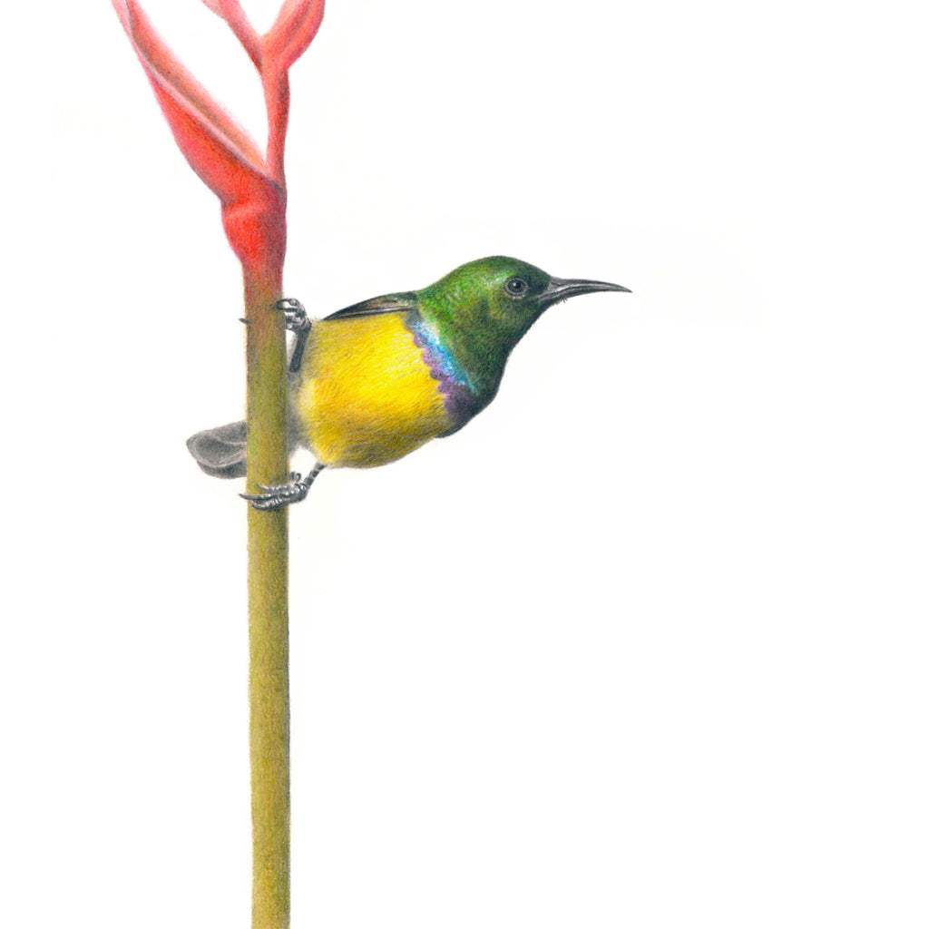 Collared Sunbird bird artwork