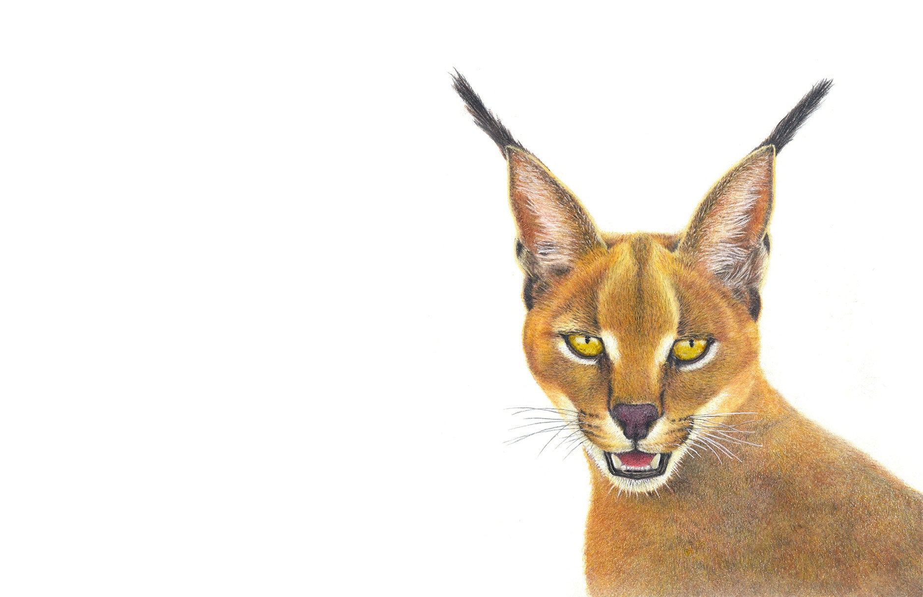 Caracal Rooikat pencil drawing artwork by artist Matthew Bell