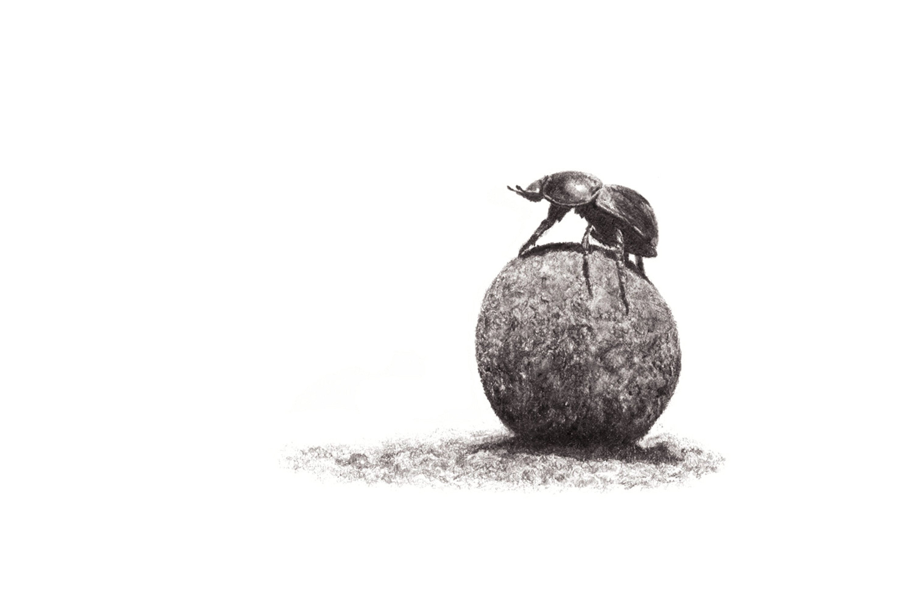 Dung Beetle artwork mounted print
