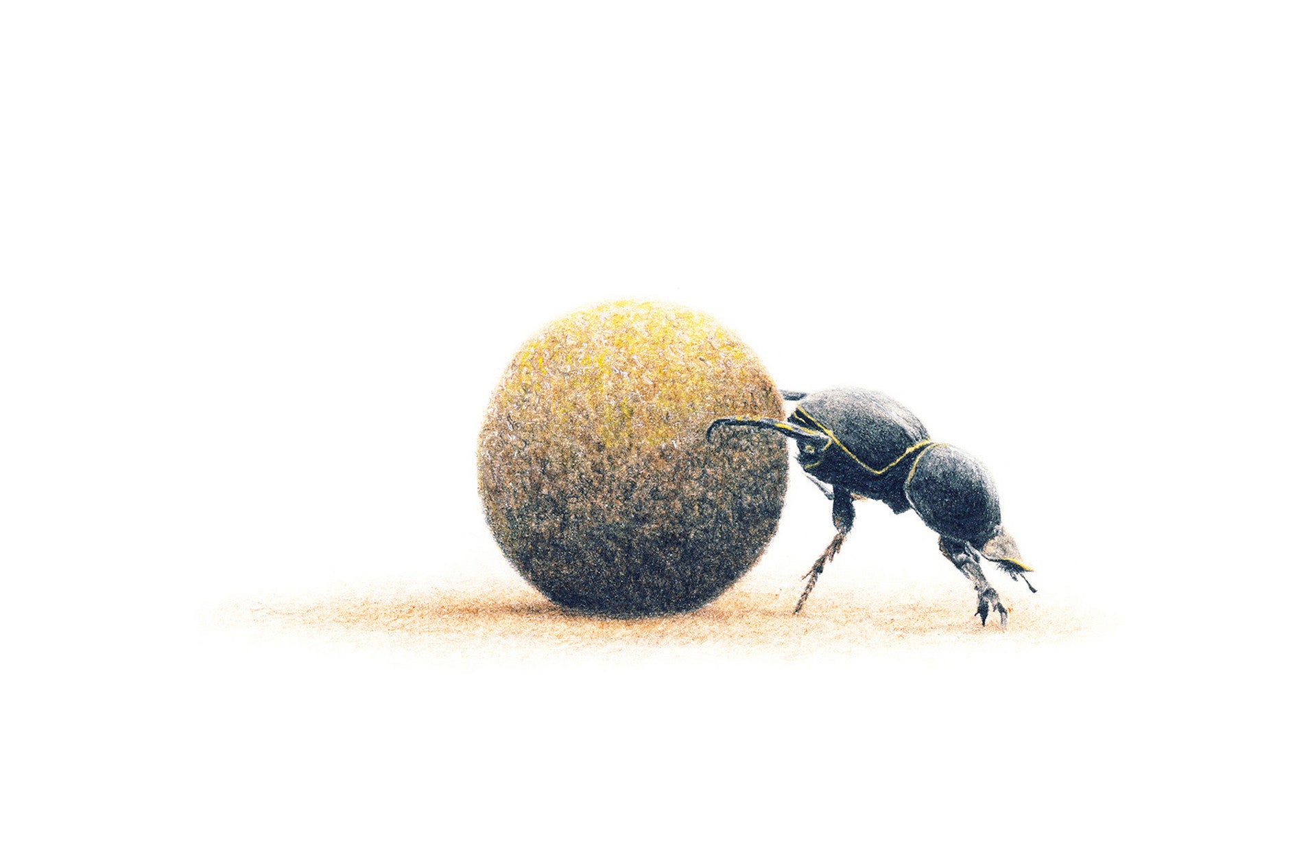 Dung Beetle artwork mounted print