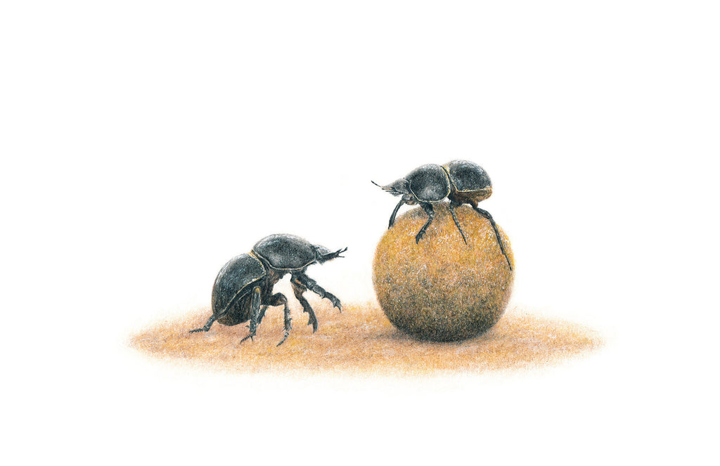 Dung Beetles pencil drawing
