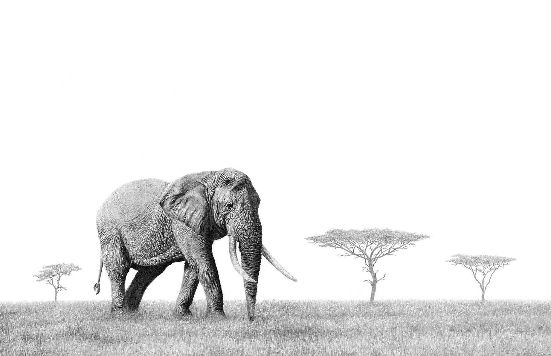African Elephant bull in the open grass savanna artwork in graphite pencil